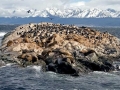 South American Sea Lion