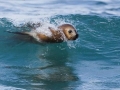 South American Sea Lion