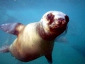 South American Sea Lion