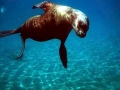 South American Sea Lion
