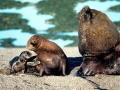 South American Sea Lion