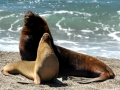 South American Sea Lion