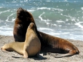 South American Sea Lion