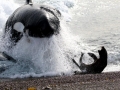 South American Sea Lion