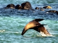 South American Sea Lion