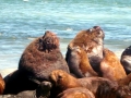 South American Sea Lion