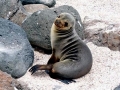 South American Sea Lion