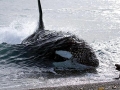 South American Sea Lion