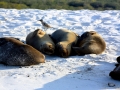 South American Sea Lion