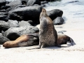 South American Sea Lion