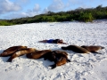 South American Sea Lion