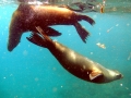 South American Sea Lion