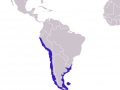 South American Sea Lion