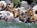 South American Sea Lion