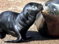 South American Sea Lion