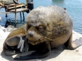 South American Sea Lion