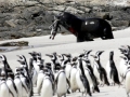 South American Sea Lion
