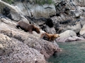 South American Sea Lion