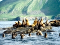 South American Sea Lion