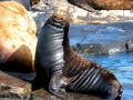 South American Sea Lion