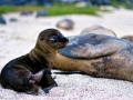South American Sea Lion