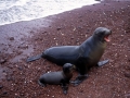 South American Sea Lion