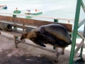 South American Sea Lion