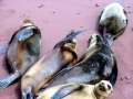 South American Sea Lion