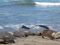 South American Sea Lion