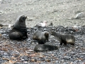 South American Sea Lion