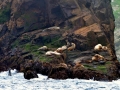 South American Sea Lion