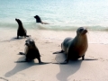 South American Sea Lion