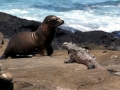 South American Sea Lion