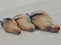 South American Sea Lion