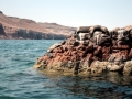 South American Sea Lion
