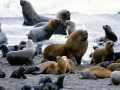 South American Sea Lion