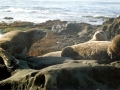 South American Sea Lion