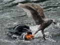 South American Sea Lion