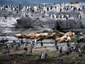 South American Sea Lion