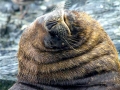 South American Sea Lion