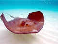 Southern Stingray