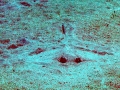 Southern Stingray