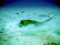 Southern Stingray