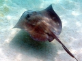 Southern Stingray
