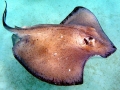 Southern Stingray