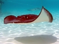 Southern Stingray