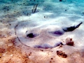 Southern Stingray