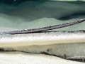 Southern Stingray