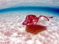 Southern Stingray