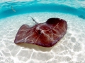 Southern Stingray